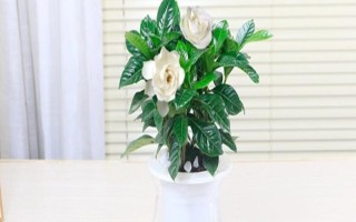 栀子花的水养方法,每隔2-3天换一次水