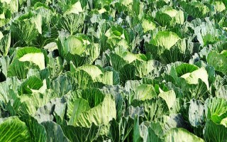 种植包菜的成本与利润，一亩地需投入2000元左右