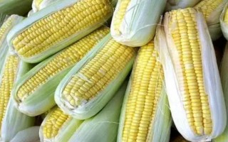 宏瑞2081玉米品种的特性，中抗穗腐病