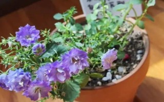 风铃花开败后怎如何修剪，要先将植株上所有的残花剔除