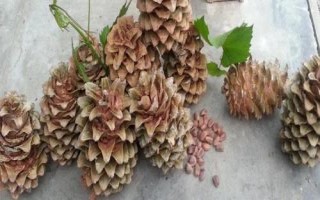 松子的产地,主要分布于我国的东北长白山和小兴安岭林区
