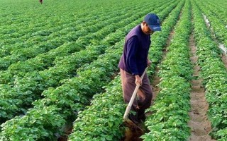 红薯膨大期的施肥方法，可采用以下3种方法