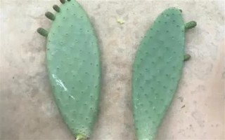 仙人掌怎么浇水,春秋季节每隔半个月浇一次