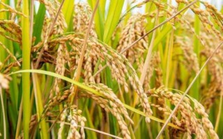 哪些农作物在秋季成熟，包括花生、玉米、西红柿等品种