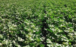 棉花的整枝技巧，包括常规整枝、免整枝和简化整枝等