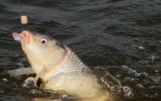 六月份能钓鲤鱼，六月份的垂钓效果比较好