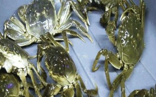 哪些大闸蟹品种适合养殖，常见的有阳澄湖大闸蟹、太湖蟹等