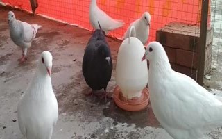 养鸽必需设备,需要巢盆、食槽、饮水器等设备