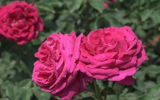 恋爱期间适合送什么花，可选择百合、玫瑰、勿忘我等品种