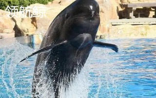 海豚的智商高吗，属于海洋生物中智商比较高的