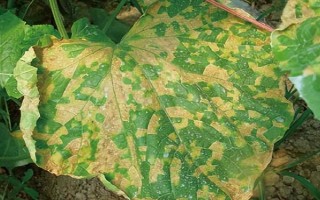 水果黄瓜的种植方法，定植5-7天后要浇缓苗水