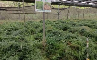 天冬的价格，大概在22-35元一斤