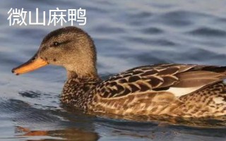 麻鸭和一般鸭子的区别，外观特征不同