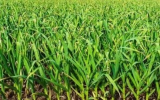 大蒜的产地在哪里，我国南北各地普遍都有栽培