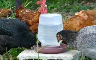 母鸡下蛋口在哪里，就是从泄殖腔出来的