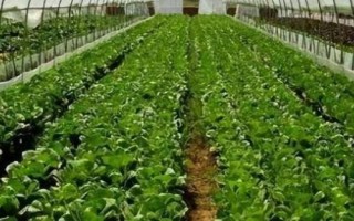 油菜如何顺利过冬，寒流过后要及时查苗