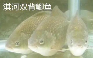 鲫鱼的种类介绍,品种众多分布于我国各地的江河