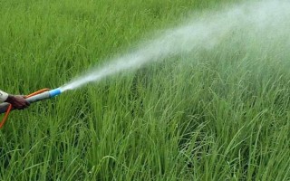 芸苔素多久喷一次，可延长花期