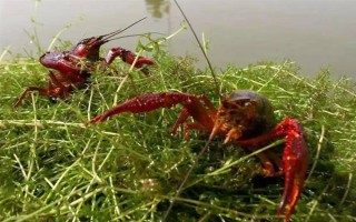 小龙虾可以卖到哪里去，小规模养殖可在菜市场销售