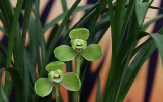 宋梅的病虫害类型与防治方法，包括霉菌病、介壳虫等种类