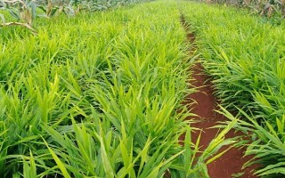 怎么防治生姜腐烂病，播种前可用多菌灵等药物浸种