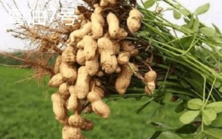 花生的产地，辽宁和山东等地为主产区