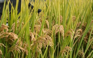 Y两优800水稻种子特征特性，田间移栽密度6×9寸