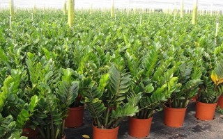 金钱树有什么寓意，寓意招财进宝、财源滚滚等