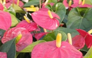 红掌的浇水方法，应在温暖的天气中进行