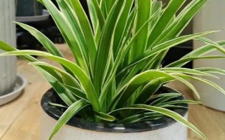 金边吊兰怎么养殖，需提供全天的散射光照