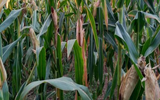 保玉1号玉米种子特点，全生育期约98天