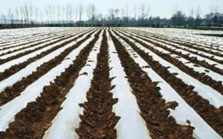 温度高时播种为何要覆盖塑料薄膜，可提高土壤肥力、地温等