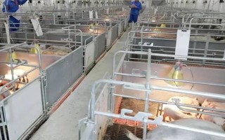 养猪场如何才能预防火灾,一定要使用防火材料建设