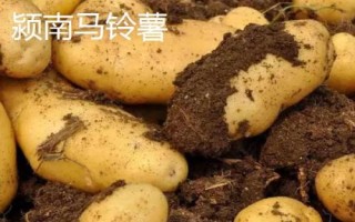 安徽省界首市的特产,沙河特曲是上乘的酒中佳品