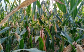 吉单196玉米种子简介 