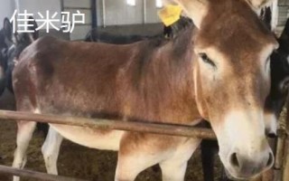 中国有代表性的四大优良驴种，分别为佳米驴、泌阳驴、河西驴、云南驴