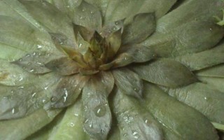 观音莲能秋天换盆吗,可以在秋季进行