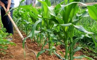 雪玉糯6号玉米品种简介，每亩适宜密度3200株左右