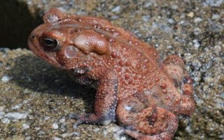 蟾蜍的饲养要点，养殖场的四周做好防护