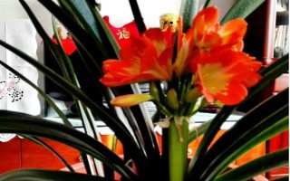 君子兰几月长得快，在1-2月份长的最快