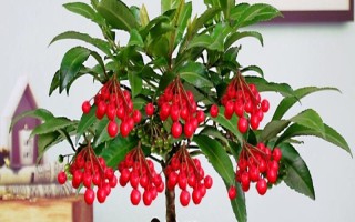 金玉满堂的寓意，寓意吉祥富贵、家丁兴旺等