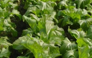 儿菜种植技术要点,通常在8-9月份种植
