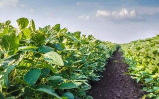 福豆8号大豆种简介，注意防治虫害