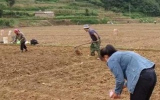 苏子的产地，在我国主产于安徽、湖南、台湾等省份