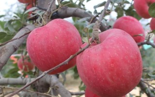 响富苹果品种简介，其优质果率高达90%以上