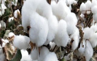 鲁H498棉花品种的特性,属中早熟品种出苗较好