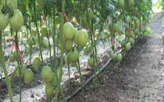 西红柿死棵的防治方法，夏季闷棚时要注意干闷与湿闷的结合