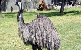 鸸鹋和鸵鸟的区别，体型和经济价值均不同