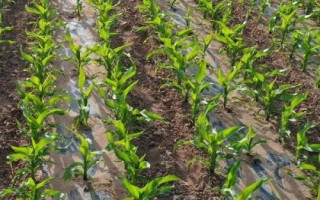 云瑞519玉米种简介，平均生育期126天