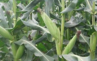 鑫玉168玉米种子简介,注意防治茎腐病